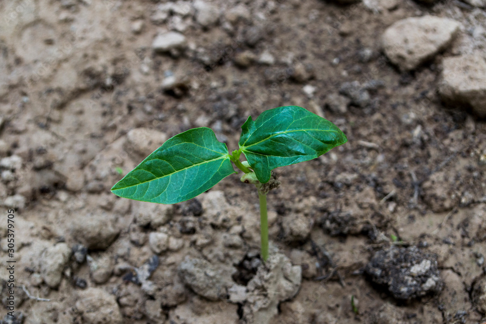 Yard-long bean seedlings are about 1 week old.