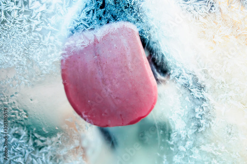 cute redhead dog funny licks pink long ice cubes with frosty patterns cold glass