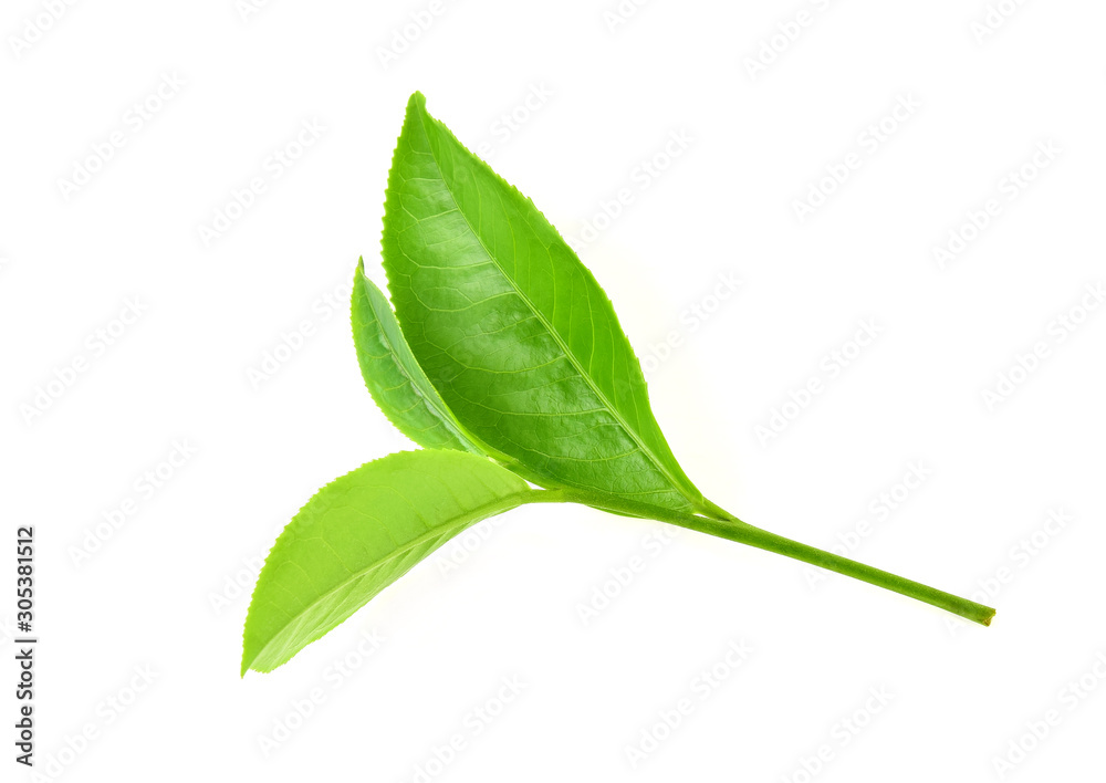 Green tea leaf isolated on white background Green tea leaf isolated on white background