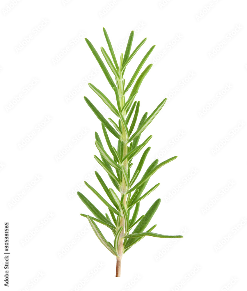 Rosemary isolated on white background