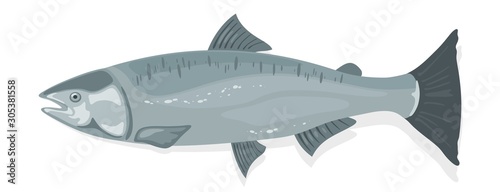 Atlantic salmon with fusiform body and silver-blue sheen. Oily red fish with rich content of protein and omega-3 fatty acids. Vector cartoon illustration isolated on white background.