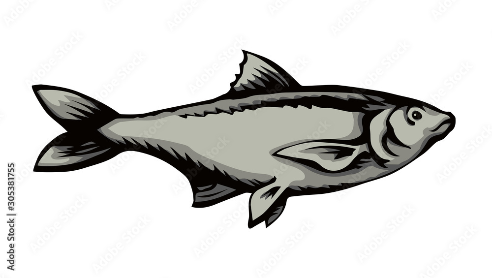 Obraz premium Big sea fish. Vector drawing