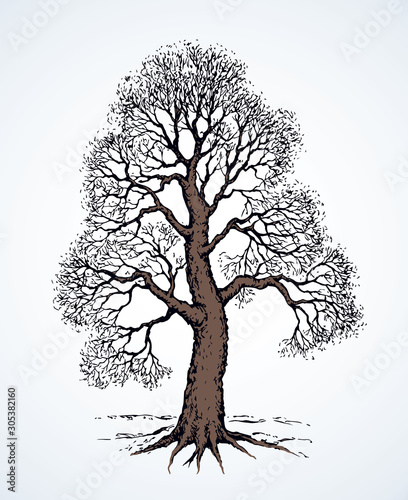 Tall oak in winter. Vector drawing