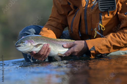 Fototapeta Naklejka Na Ścianę i Meble -  capture of a rainbow trout by a fly fisherman in autumn