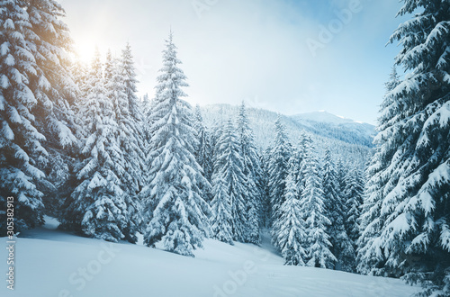 Vivid white spruces on a frosty day. Location Carpathian mountain, Ukraine, Europe. © Leonid Tit