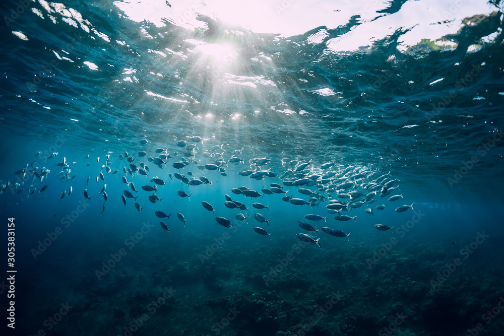 Fototapeta Underwater view with school fish in ocean. Sea life in transparent water