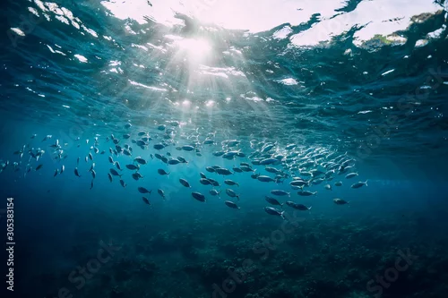 Panel kuchenny z motywem Underwater view with school fish in ocean. Sea life in transparent water
