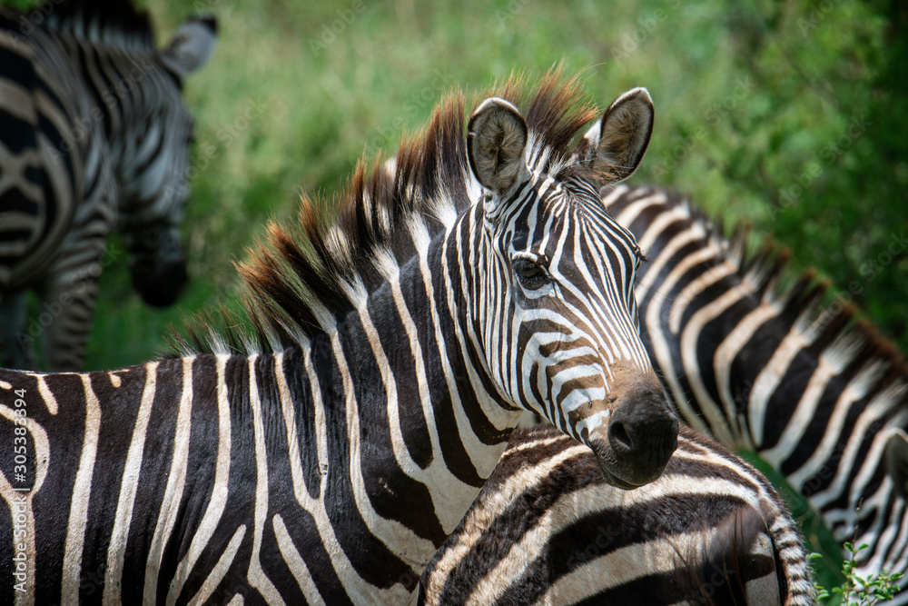 Zebra in the grass nature habitat, Tanzania Zebra in the grass nature habitat, Tanzania