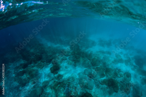 Tranquil underwater scene with corals. Blue sea