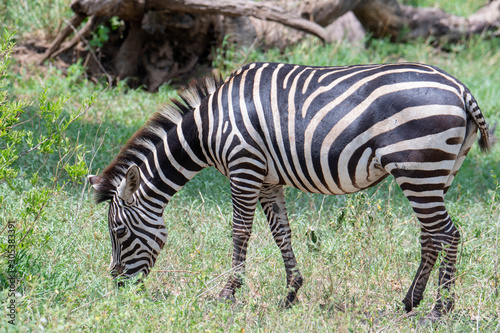 Zebra in the grass nature habitat  Tanzania