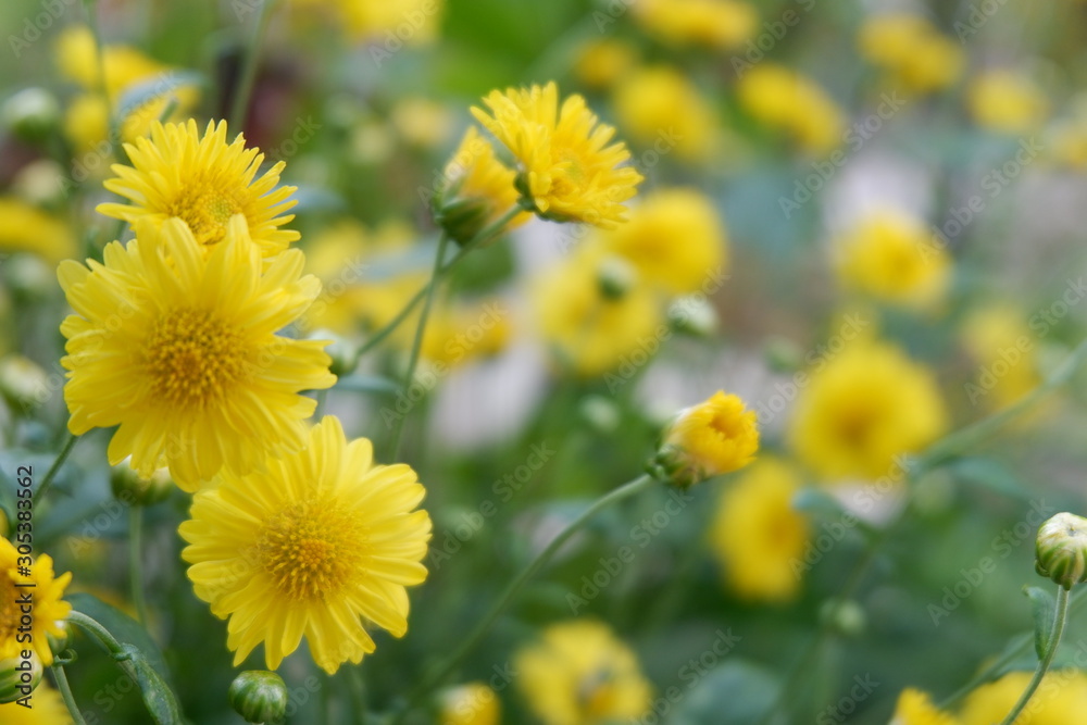yellow flowers in the garden yellow flowers in the garden