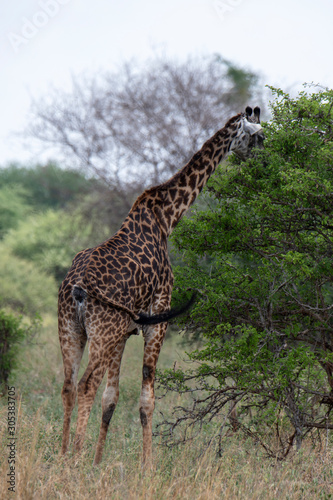 Giraffe animals in safari - Tanzania