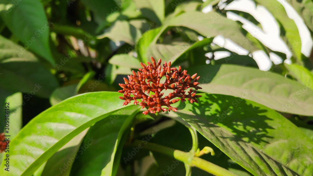 Ixora coccinea buds from the garden. Ixora coccinea buds from the garden.
