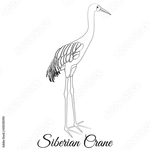 Siberian crane outline vector coloring