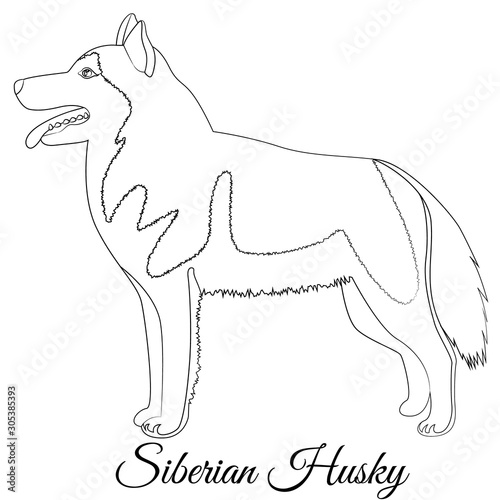 Siberian Husky dog outline vector