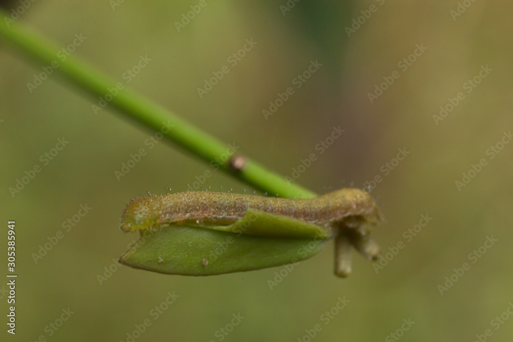 Worm in macro view, the insect in nature, animal in wild Worm in macro view, the insect in nature, animal in wild