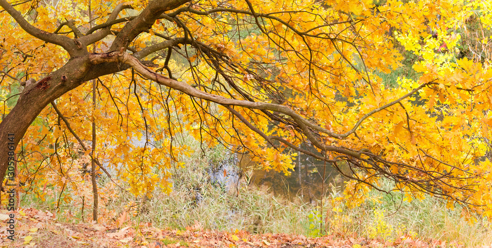 Branches of autumn oak inclined along the hill slope