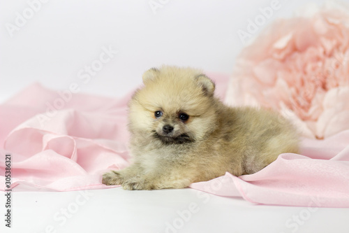 Beautiful Pomeranian spitz puppy on a white and pink background