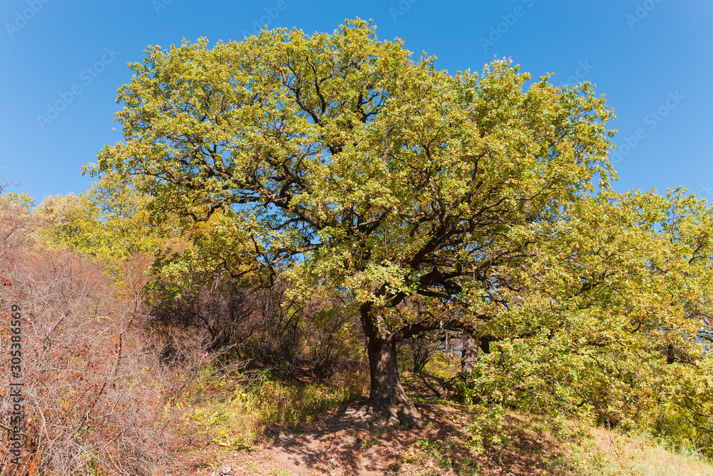Century old common oak with autumn leaves on hill slope Century old common oak with autumn leaves on hill slope