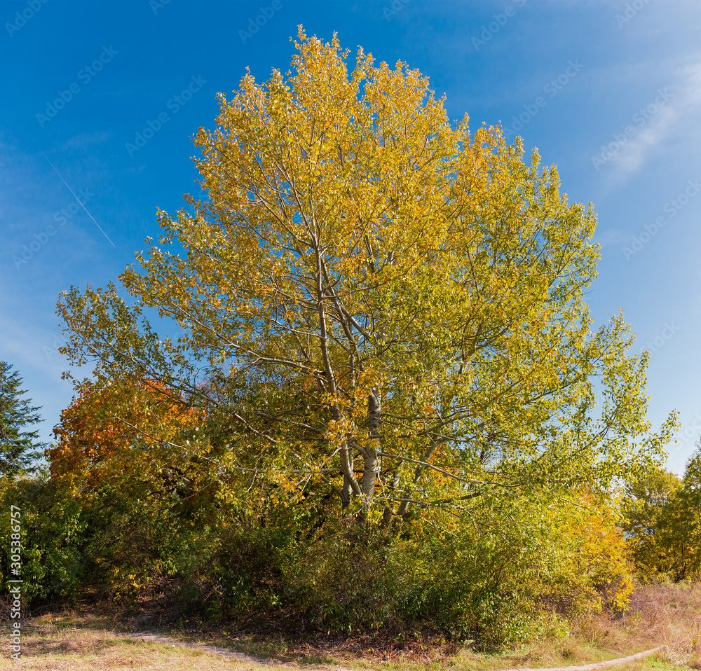 Naklejka premium Aspen tree with autumn leaves against the sky