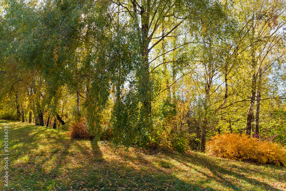 Birch trees growing on the edge of forest in autumn Birch trees growing on the edge of forest in autumn
