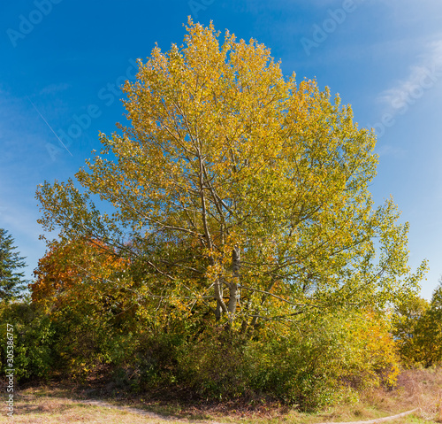 Aspen tree with autumn leaves against the sky
