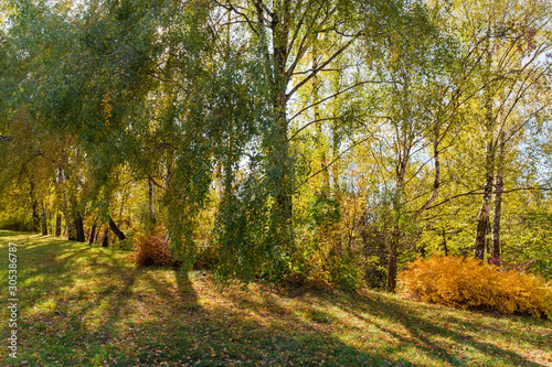 Birch trees growing on the edge of forest in autumn
