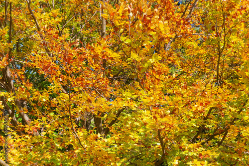 Branches of beech with autumn leaves close-up  background