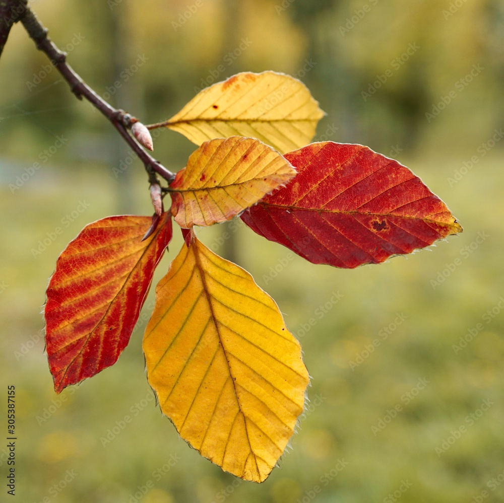 yellow leaf with autumn colors in autumn season yellow leaf with autumn colors in autumn season