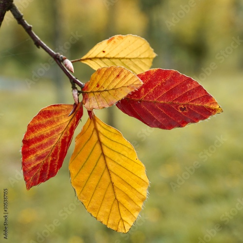 yellow leaf with autumn colors in autumn season