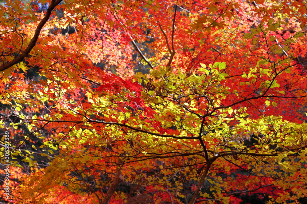 美しい紅葉と黄葉（愛媛県、面河渓）