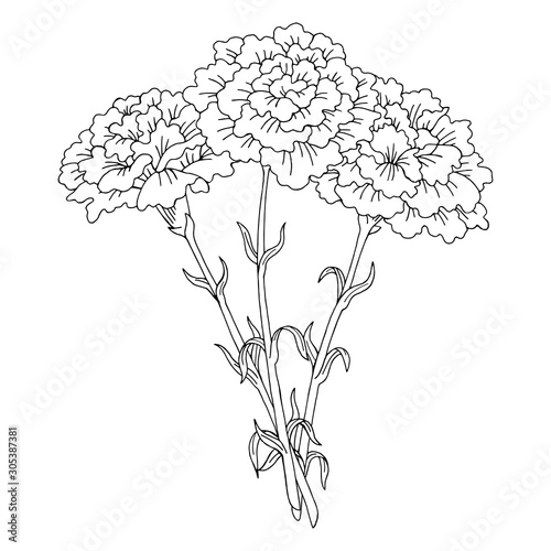 Carnation flower graphic black white isolated bouquet sketch illustration vector