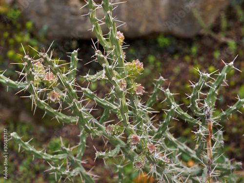 Cactus Harrisia à forme de cierge arbustif et à fleurs jaune pale photo