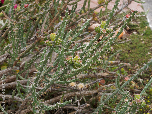 Cactus Harrisia à forme de cierge arbustif et à fleurs jaune pale photo
