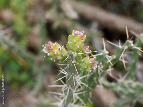 Cactus Harrisia à forme de cierge arbustif, aux rameaux dressés et tortueux photo