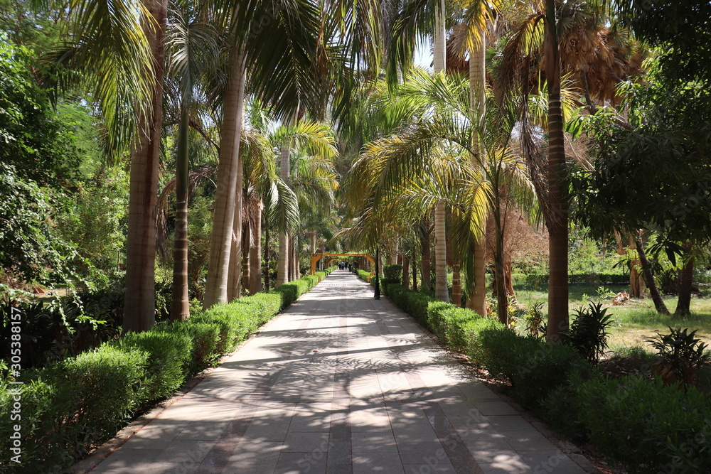 Fototapeta premium alley in the park