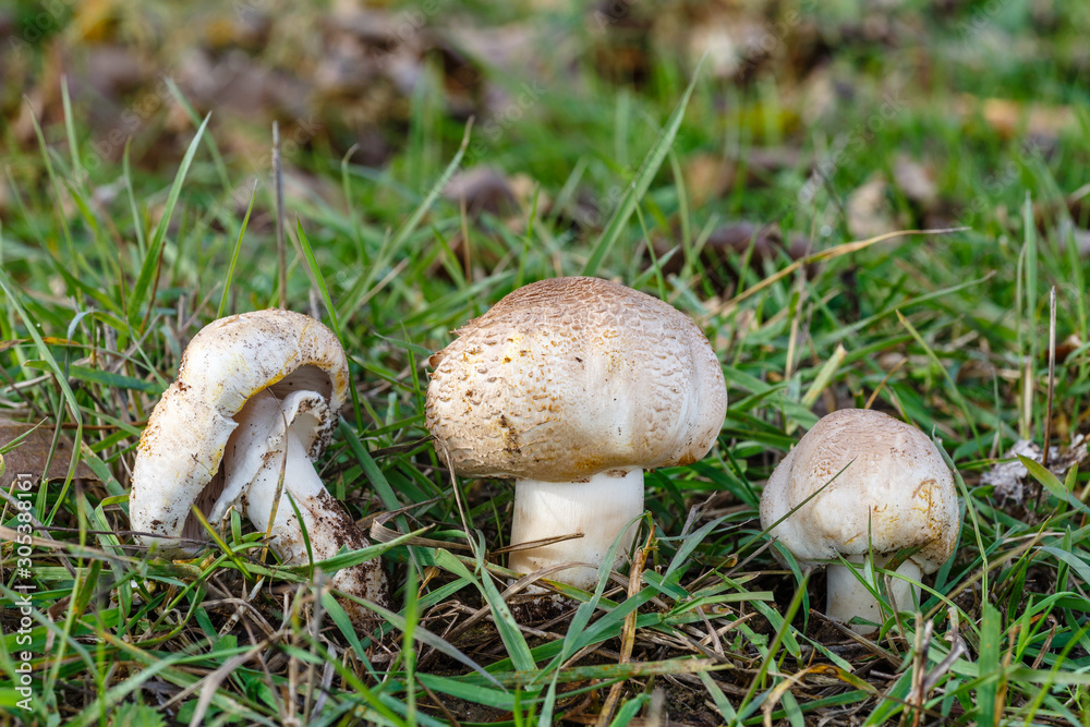 Champiñones que se tiñen de amarillo, entre la hierba. Agaricus xanthodermus. Champiñones que se tiñen de amarillo, entre la hierba. Agaricus xanthodermus.
