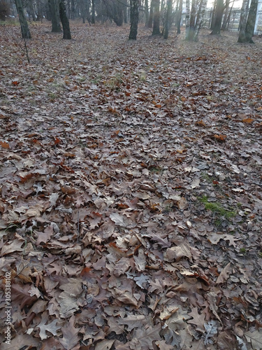 trail with fallen autumn dried leaves in brown tones