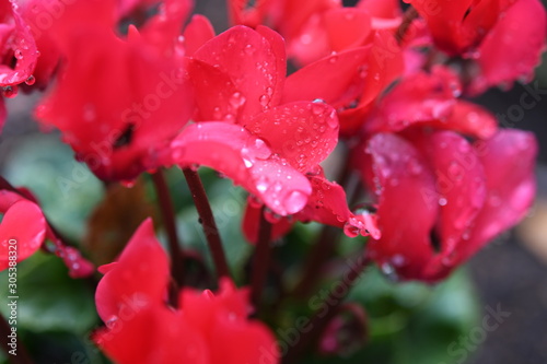 水滴のある花びら