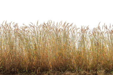 Reeds of grass isolated and white background.