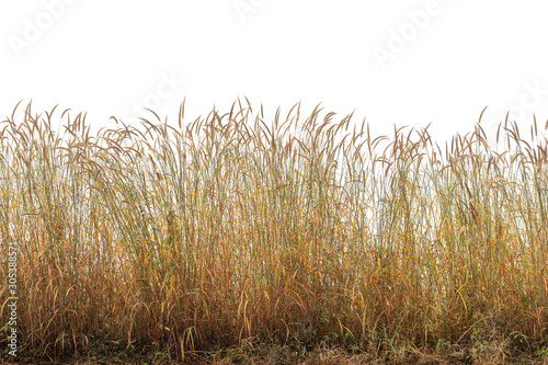 Reeds of grass isolated and white background.