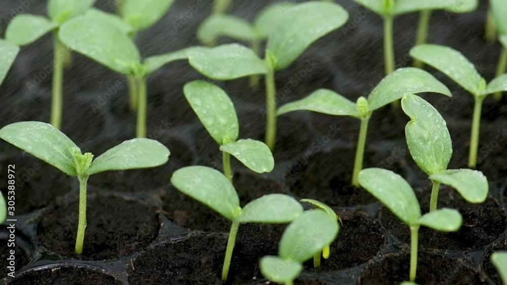 Watering the seedlings.The seedling are growing from the rich soil to the morning sunlight that is shining, ecology concept Watering the seedlings.The seedling are growing from the rich soil to the morning sunlight that is shining, ecology concept