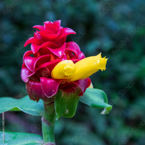 Tropical flower at Amboro national parc, Bolivia. photo