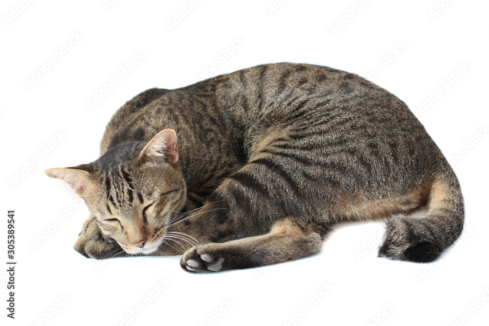 Fototapeta premium Thai tabby striped cat is sleeping, isolated on a white backgroud.
