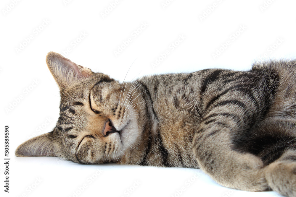 Closeup of Thai tabby striped cat is sleeping, isolated on a white backgroud.