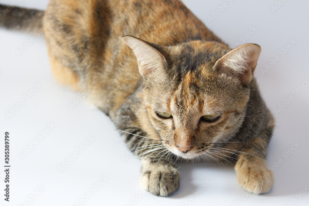 Fototapeta premium Bad mood cat, tricolor tabby cat is laying with white background.