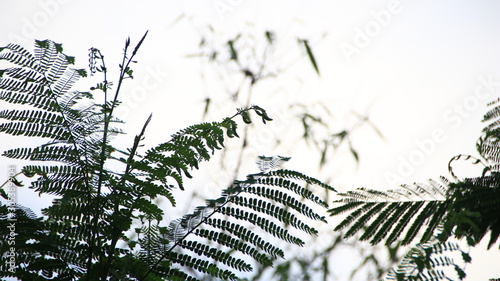 Abstract tree leaves in motion. White and black leaves in retro style moving in summer wind on tropical beach, ideal for travel blog, design template, magazines. photo