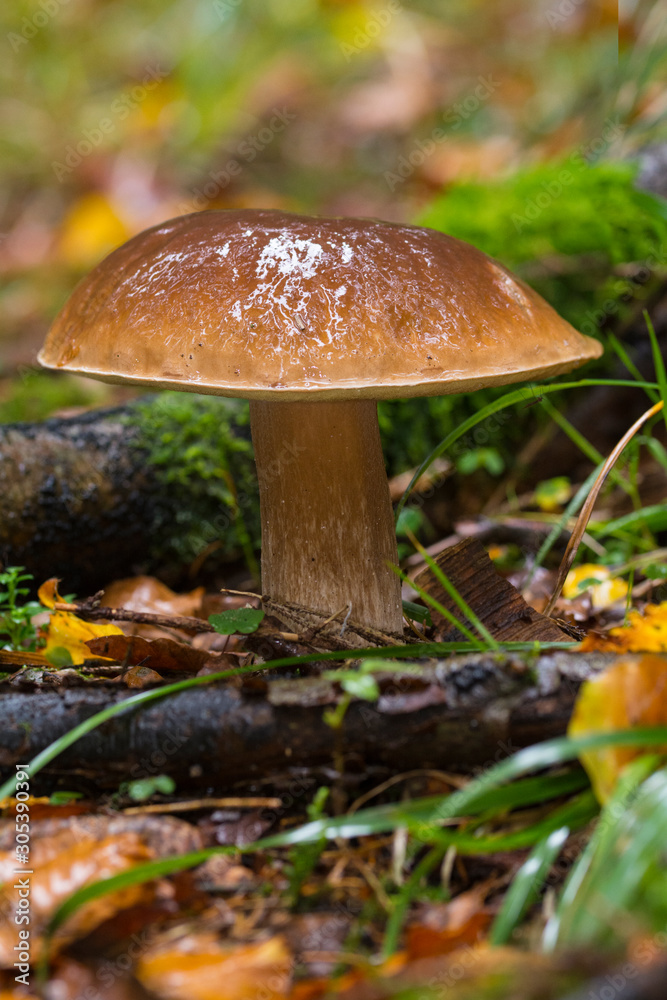 Steinpilze im Wald Steinpilze im Wald
