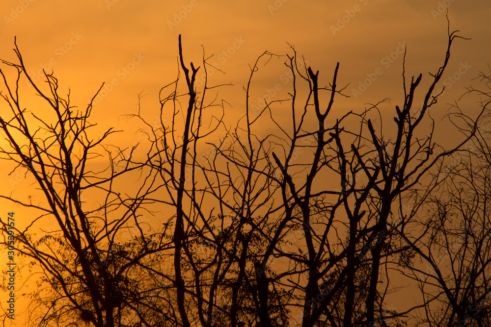 the tree twig on sunset, the sunset abstract background the tree twig on sunset, the sunset abstract background