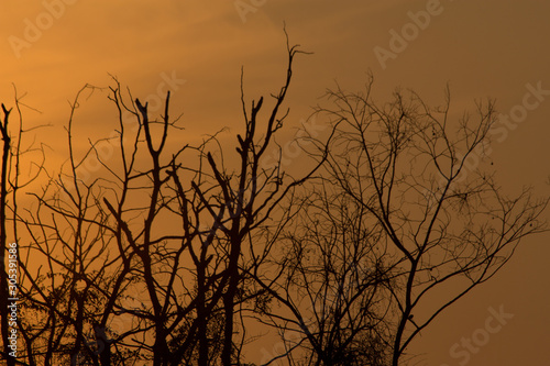 the tree twig on sunset, the sunset abstract background